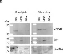 GAPDH Antibody (1D4)