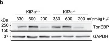 GAPDH Antibody (1D4)