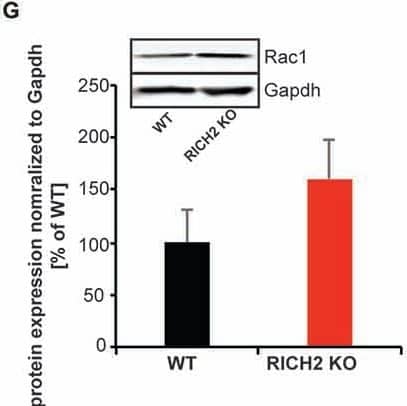 GAPDH Antibody (1D4)