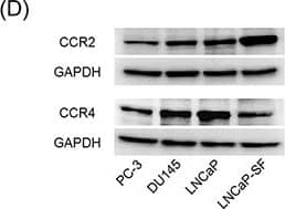 GAPDH Antibody (1D4)