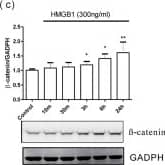 GAPDH Antibody (1D4)