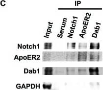 GAPDH Antibody (1D4)