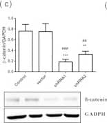GAPDH Antibody (1D4)