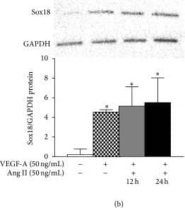 GAPDH Antibody (1D4)
