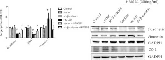 GAPDH Antibody (1D4)