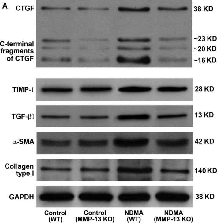 GAPDH Antibody (1D4)