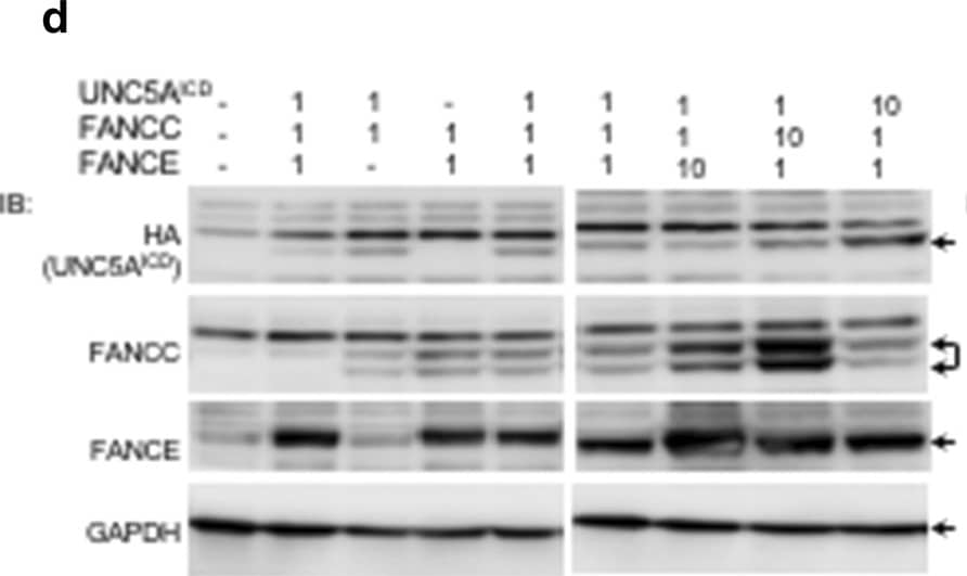 GAPDH Antibody (1D4)