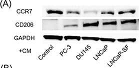GAPDH Antibody (1D4)