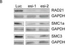 GAPDH Antibody (1D4)