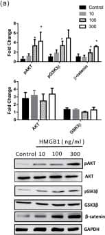 GAPDH Antibody (1D4)