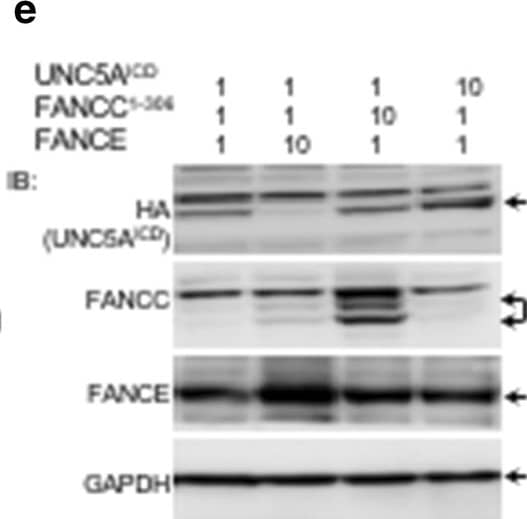 GAPDH Antibody (1D4)
