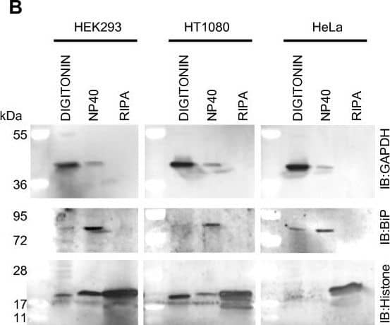GAPDH Antibody (1D4)