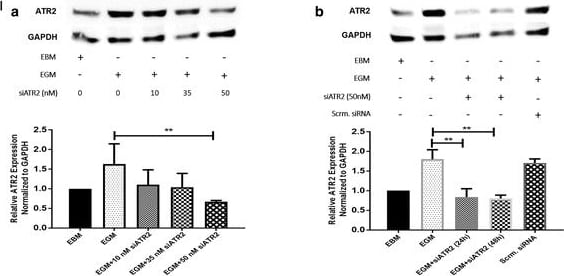 GAPDH Antibody (1D4)
