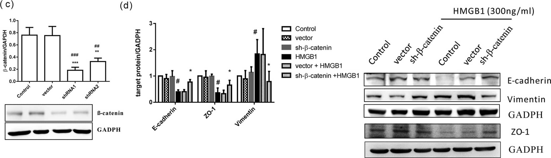 GAPDH Antibody (1D4)