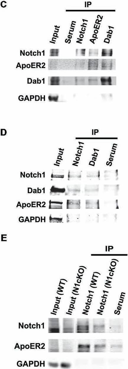 GAPDH Antibody (1D4)