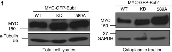 GAPDH Antibody (1D4)