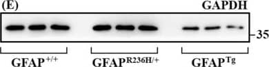 GAPDH Antibody (1D4)