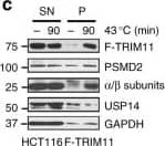 GAPDH Antibody (1D4)