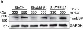 GAPDH Antibody (1D4)