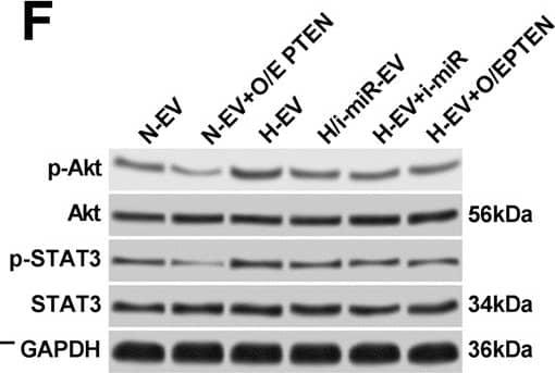 GAPDH Antibody (1D4)
