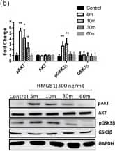 GAPDH Antibody (1D4)