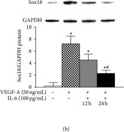 GAPDH Antibody (1D4)