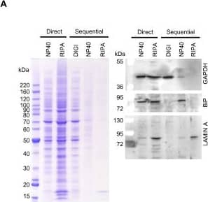 GAPDH Antibody (1D4)