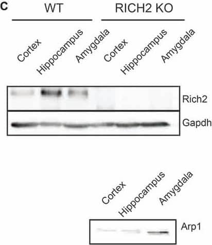 GAPDH Antibody (1D4)