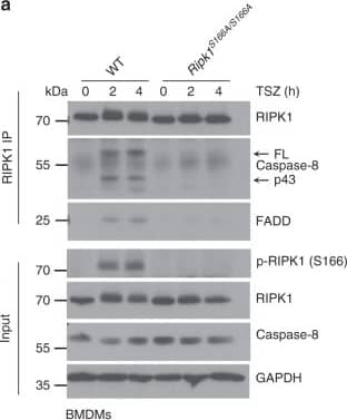 GAPDH Antibody (1D4)