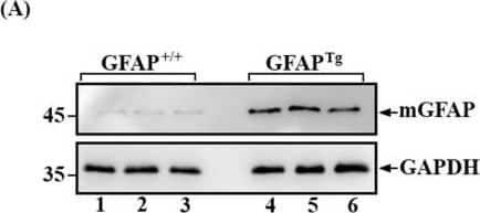GAPDH Antibody (1D4)