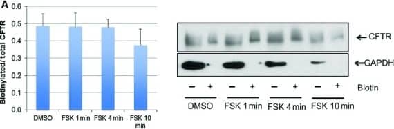 GAPDH Antibody (1D4)