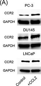 GAPDH Antibody (1D4)