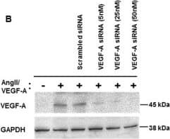 GAPDH Antibody (1D4)