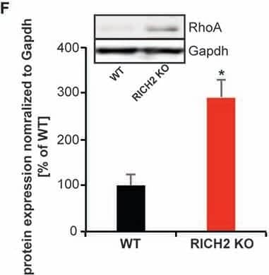 GAPDH Antibody (1D4)