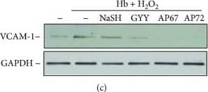 GAPDH Antibody (1D4)