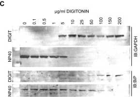 GAPDH Antibody (1D4)
