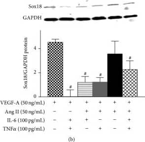 GAPDH Antibody (1D4)