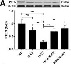 GAPDH Antibody (1D4)
