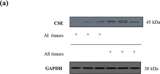 GAPDH Antibody (1D4)