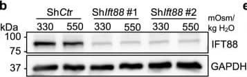 GAPDH Antibody (1D4)