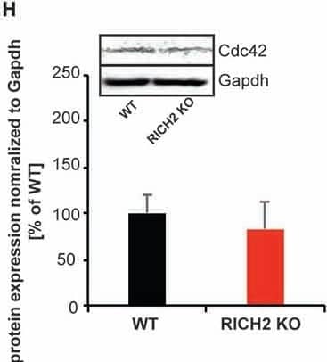 GAPDH Antibody (1D4)