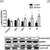 GAPDH Antibody (1D4)