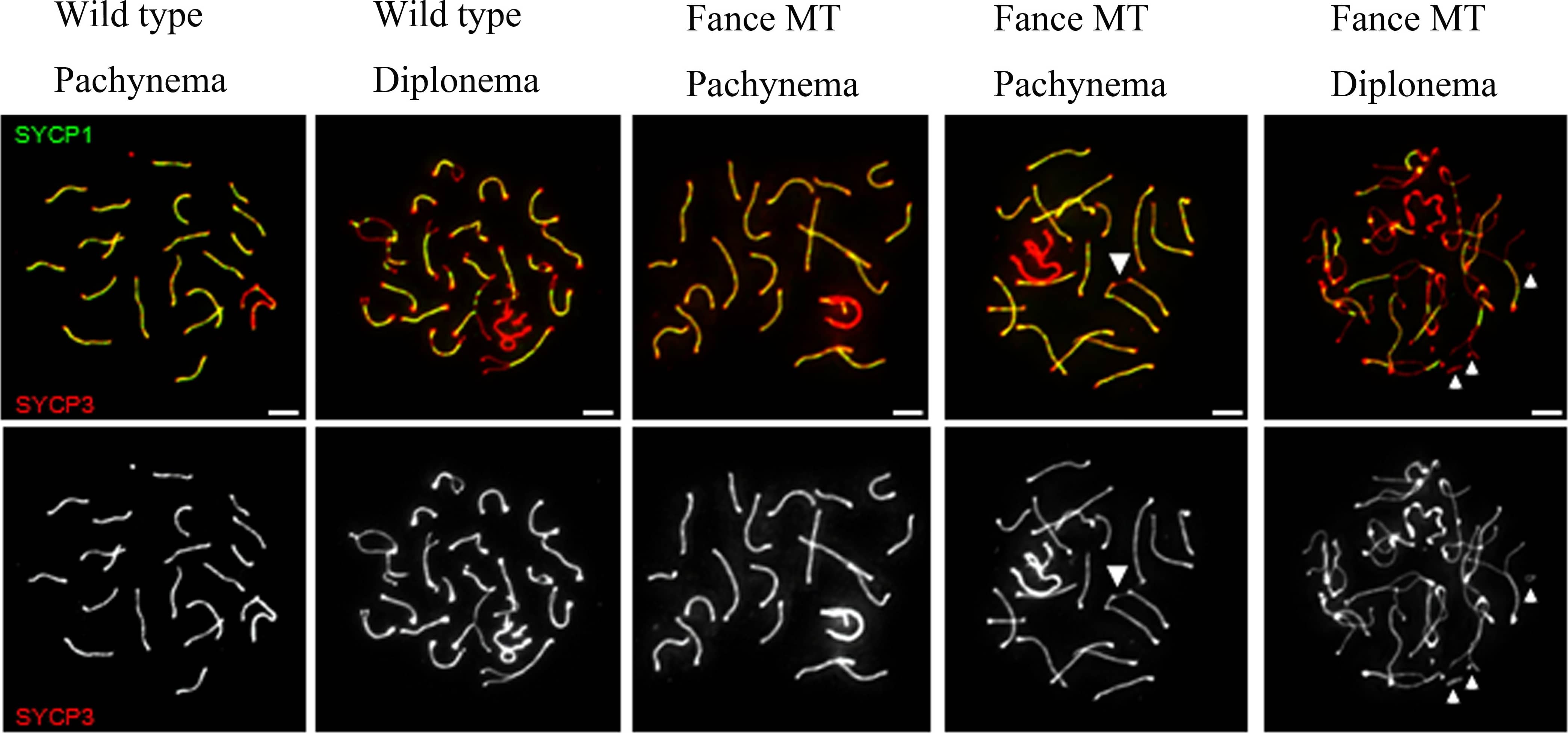 SCP1 Antibody - BSA Free