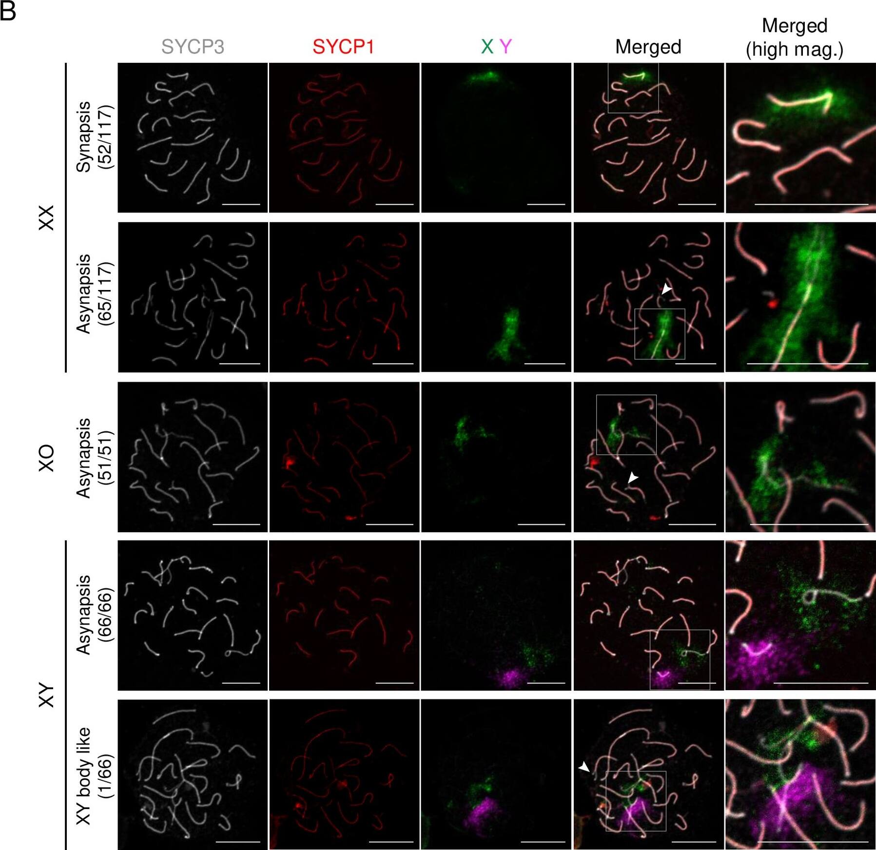 SCP1 Antibody - BSA Free