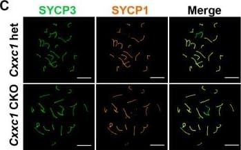 SCP1 Antibody - BSA Free