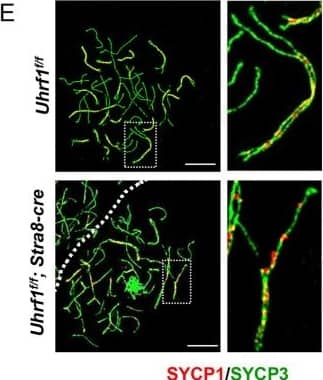 SCP1 Antibody - BSA Free