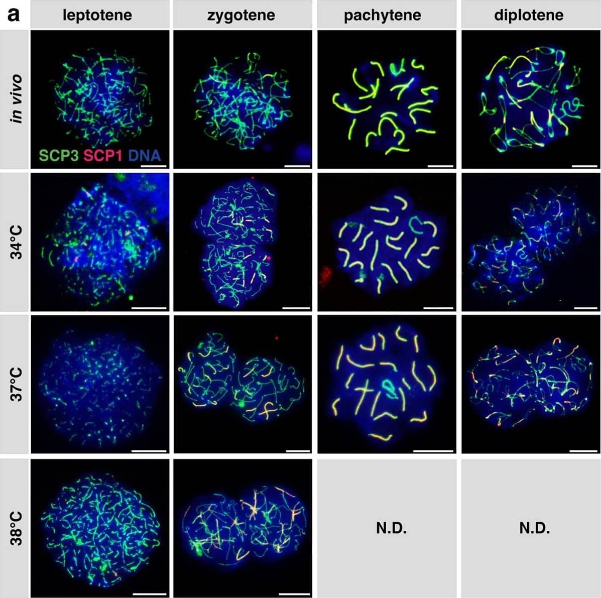SCP1 Antibody - BSA Free
