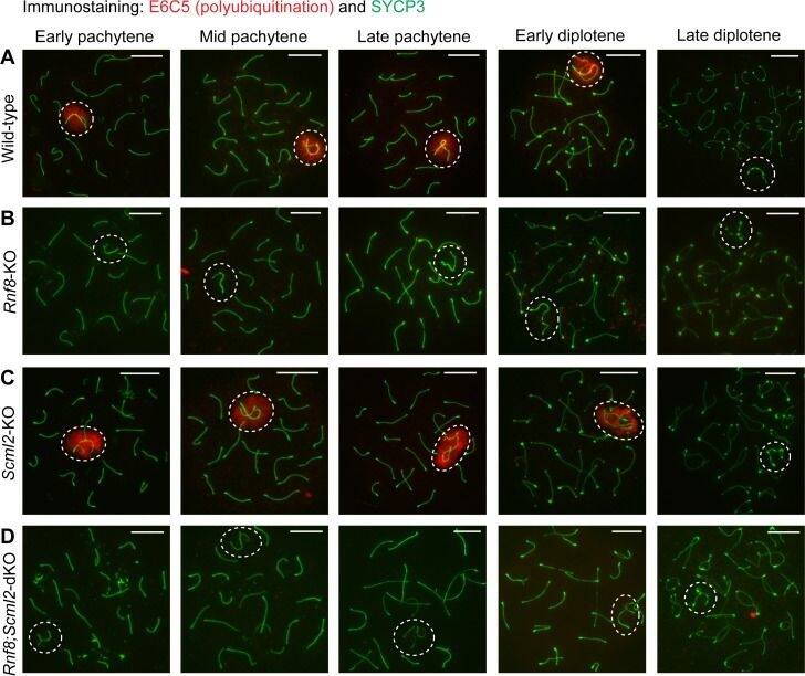 SCP3/SYCP3 Antibody
