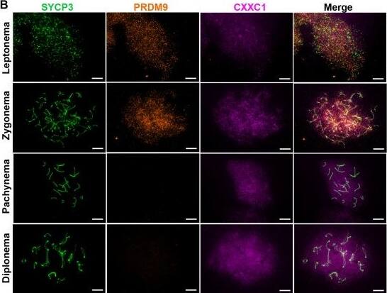 SCP3/SYCP3 Antibody