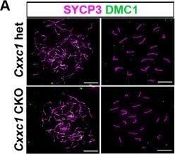 SCP3/SYCP3 Antibody